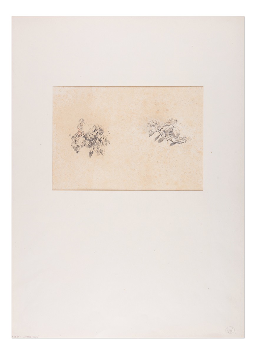 Jan Nowopacký (1821 - 1908) - Studie květů