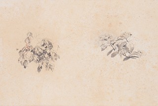 Jan Nowopacký (1821 - 1908) - Studie květů
