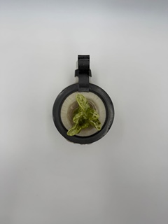 Korbel - bílá řepa