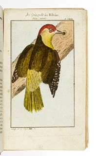 Georges-Louis Leclerc de Buffon (1707-1788) - HERRN VON BUFFONS NATURGESCHICHTE DER VÖGEL. DES 23. BANDES I. ABTHEILUNG