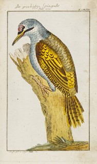 Georges-Louis Leclerc de Buffon (1707-1788) - HERRN VON BUFFONS NATURGESCHICHTE DER VÖGEL. DES 23. BANDES I. ABTHEILUNG