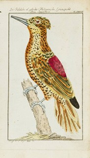 Georges-Louis Leclerc de Buffon (1707-1788) - HERRN VON BUFFONS NATURGESCHICHTE DER VÖGEL. DES 23. BANDES I. ABTHEILUNG