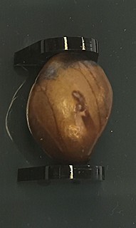 Reynek Bohuslav - Kresba na kameni - Souznění