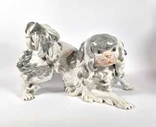 Dresden - King Charles Španěl