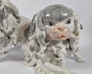 Dresden - King Charles Španěl