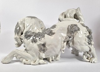 Dresden - King Charles Španěl