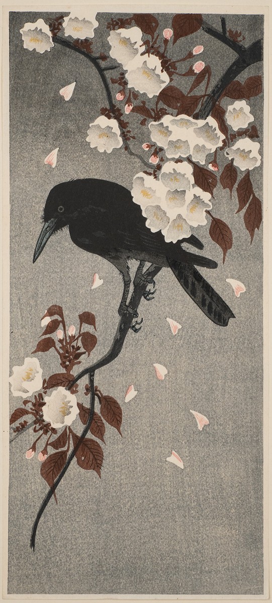 Crow and Cherry Blossoms