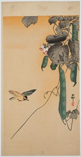 Hummingbird and Peas