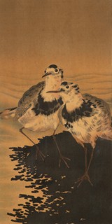 Plovers on the Shore