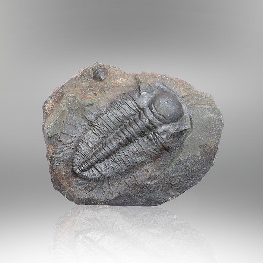 Trilobit