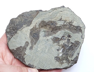 Trilobit