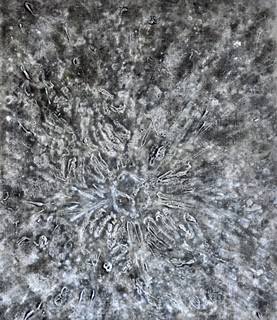 Pavel Besta  - Asi je jediná