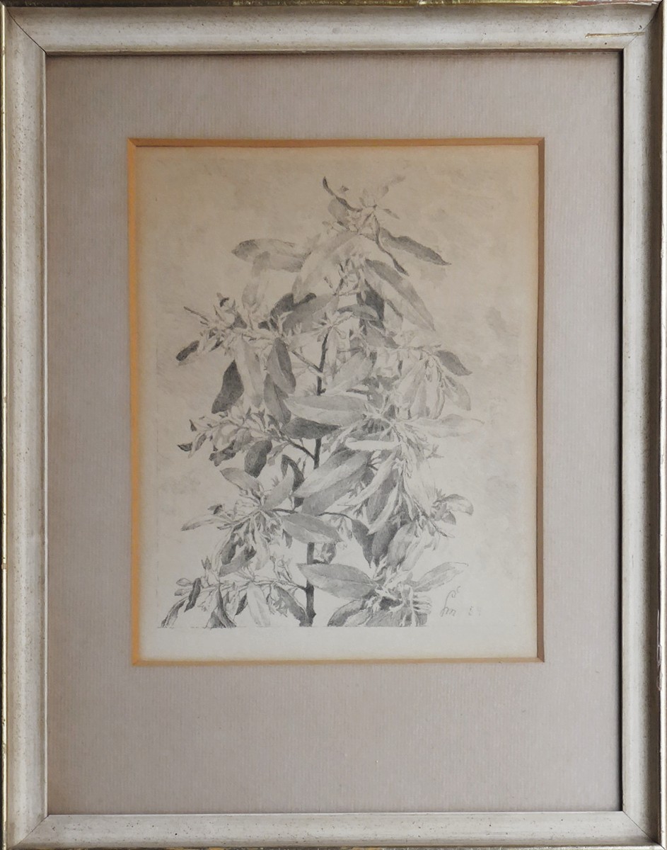MAX ŠVABINSKÝ (1873 - 1962) - OLIVA