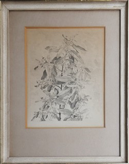 MAX ŠVABINSKÝ (1873 - 1962) - OLIVA