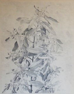 MAX ŠVABINSKÝ (1873 - 1962) - OLIVA