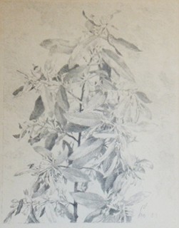 MAX ŠVABINSKÝ (1873 - 1962) - OLIVA