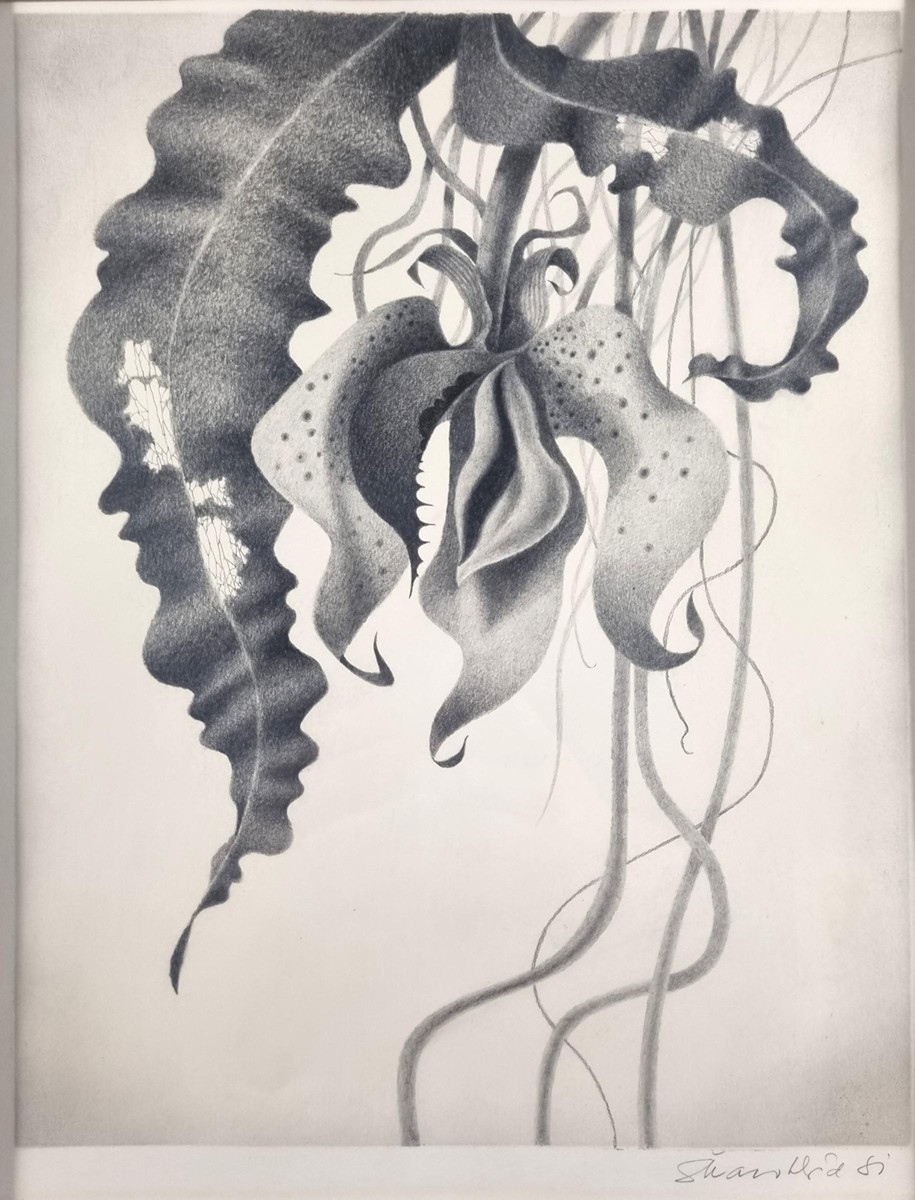 Škarohlíd Jaroslav - Snová rostlina