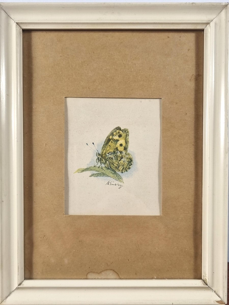 Švabinský Max - Okáč skalní