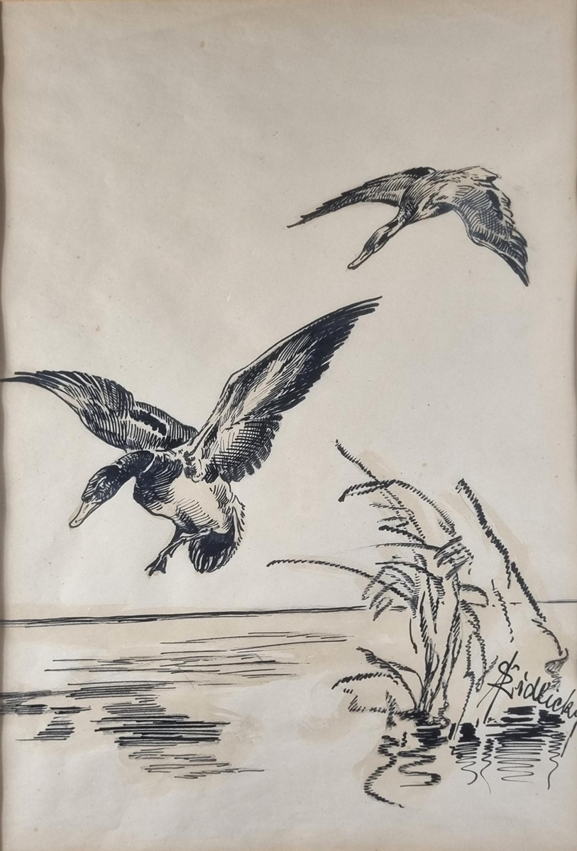 Židlický Jiří - Kachny v letu