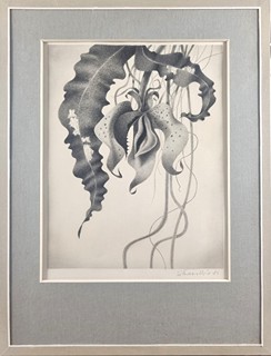 Škarohlíd Jaroslav - Snová rostlina