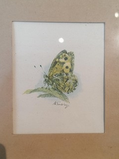 Švabinský Max - Okáč skalní