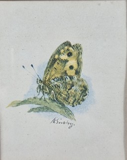 Švabinský Max - Okáč skalní