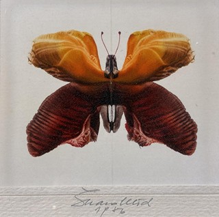 Škarohlíd Jaroslav - Motejl