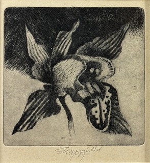 Škarohlíd Jaroslav - Orchidej