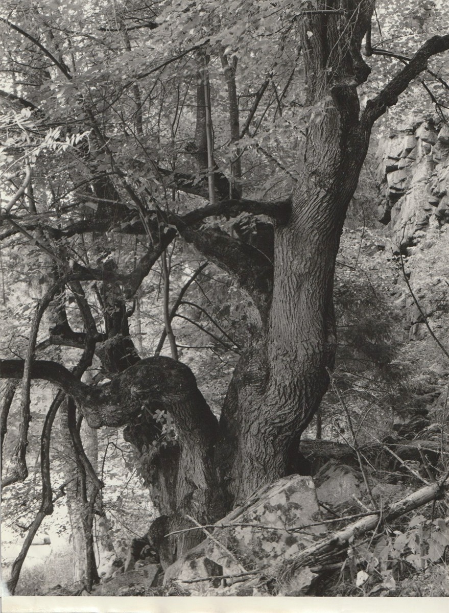 Karel Plicka (1894 – 1987) - Strom