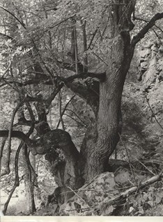 Karel Plicka (1894 – 1987) - Strom