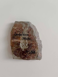 Lenfeldová Milada - Modrá hortenzie