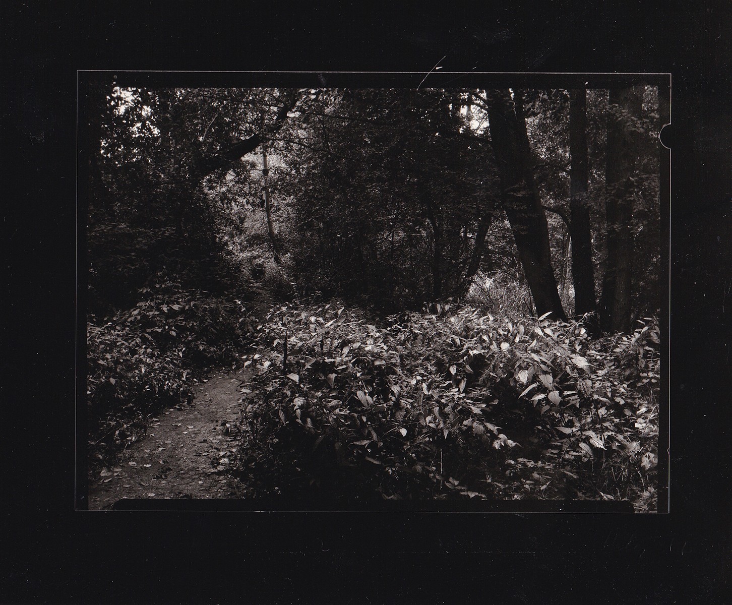 Petr Helbich (1929) - Zarostlá pěšina