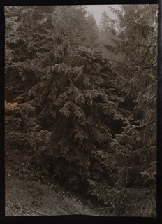 Petr Helbich (1929) -  Prales Mionší