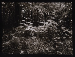 Petr Helbich (1929) - Prales Mionší