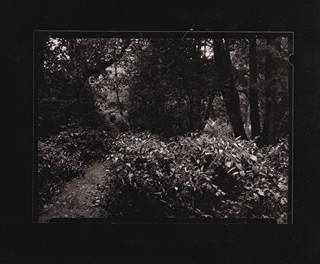 Petr Helbich (1929) - Zarostlá pěšina