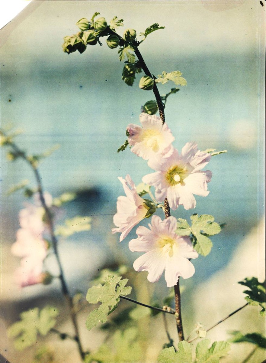 Karel Šmirous (1890-1981) - KVETOUCÍ VĚTEV