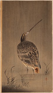 Snipe in Rain