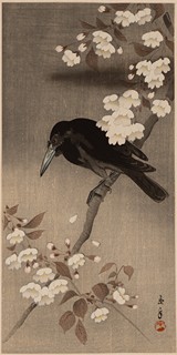 Crow and Cherry Blossoms