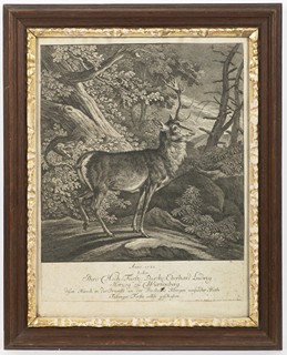 STANDING DEER