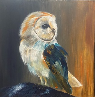 Barn Owl