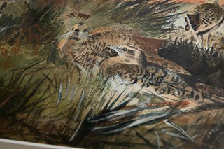 Partridges