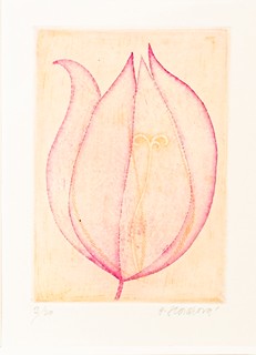 Hana Storchová (1936 – 2024) - Tulipán 2