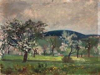 Cherry orchard