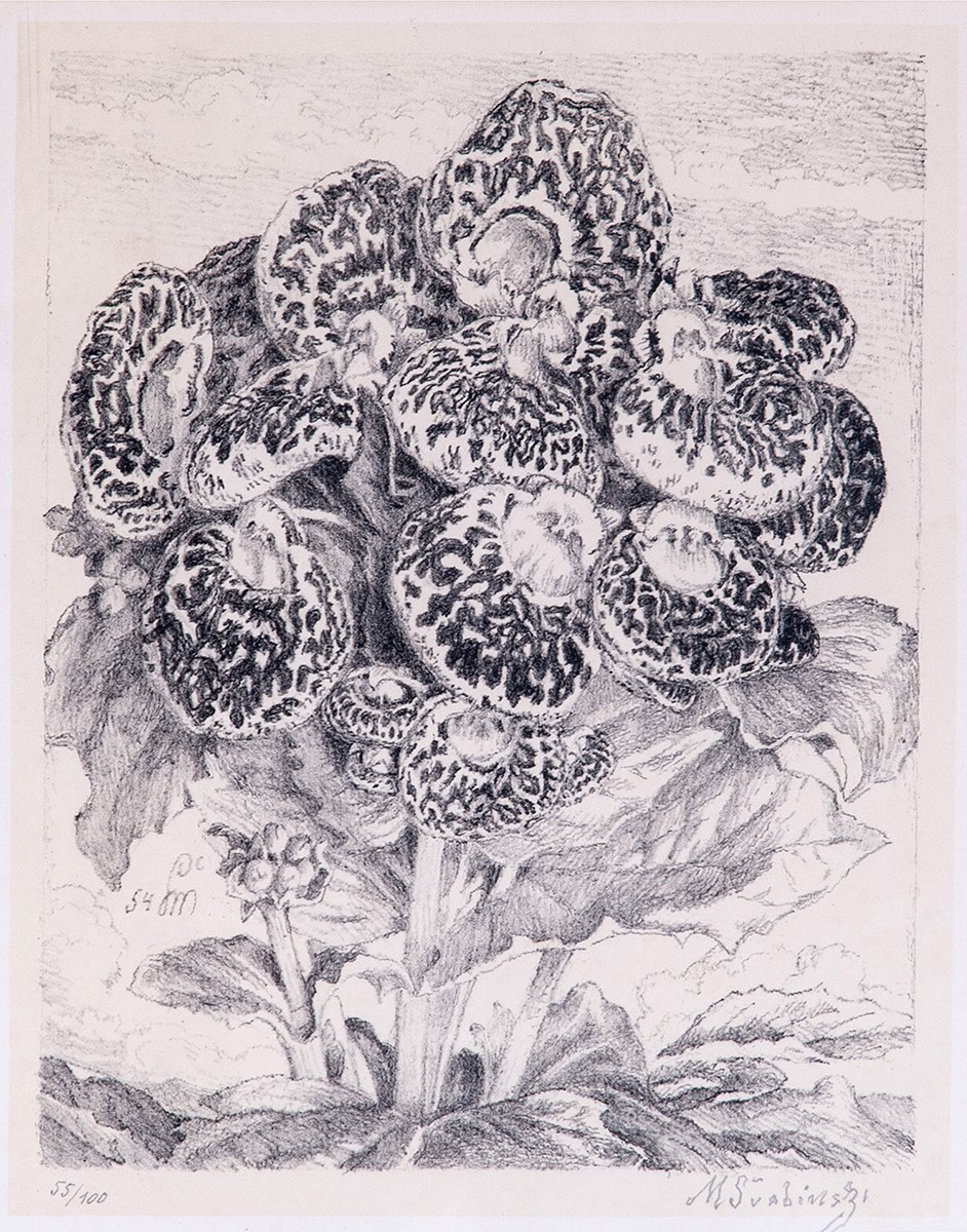 Maxmilian Švabinský (1873 - 1962) - Calceolaria