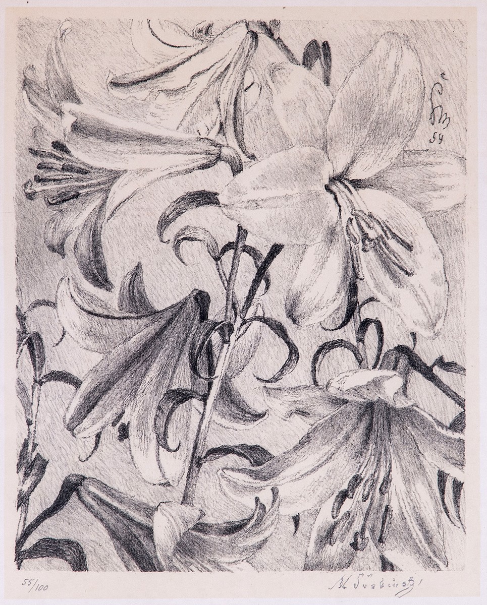 Maxmilian Švabinský (1873 - 1962) - Lilie královská