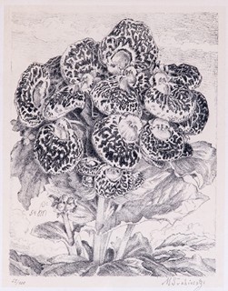 Maxmilian Švabinský (1873 - 1962) -  Calceolaria