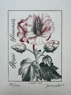 Josef Herčík (1922 - 1999) - Rosa Sinensis (Ibišek čínský)