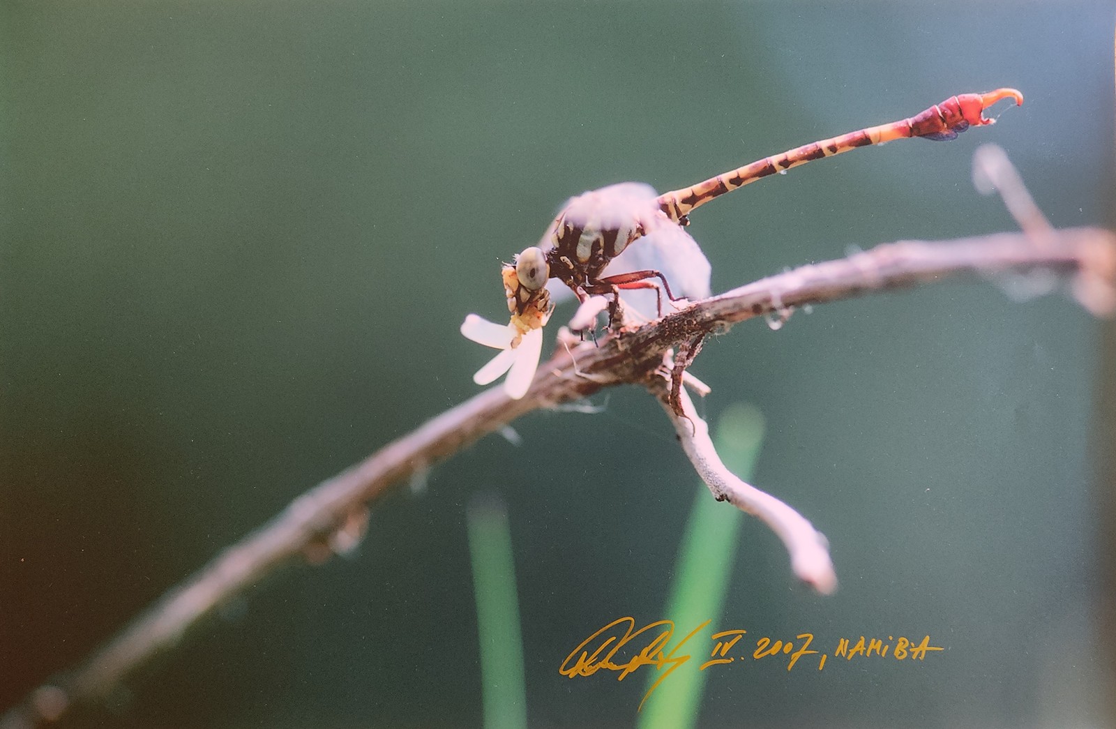 Paragomphus elpidius (male)