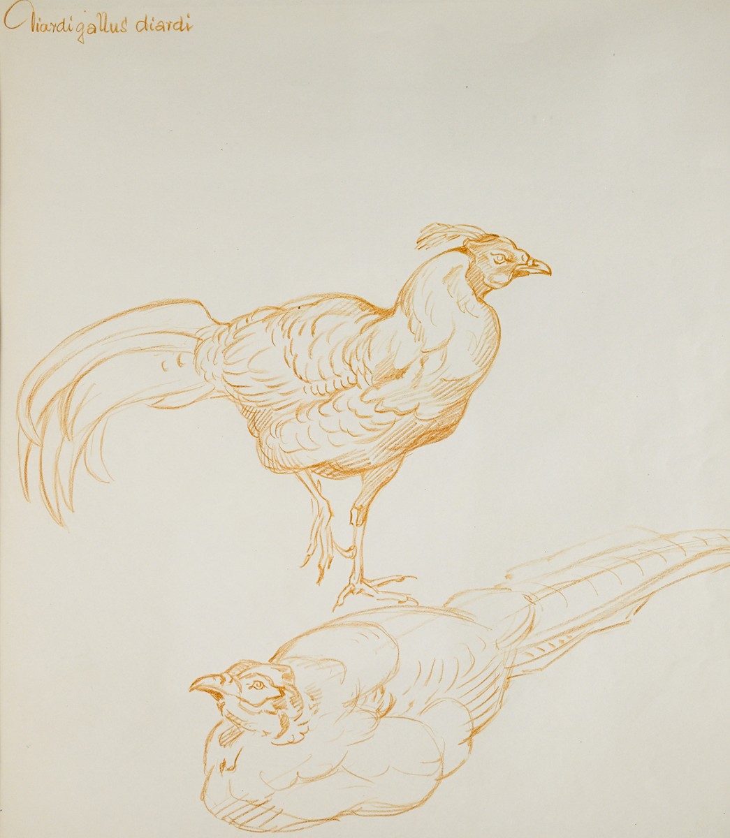 Jiří Židlický (1895 - 1950) - Studie bažanta -bažant prelát