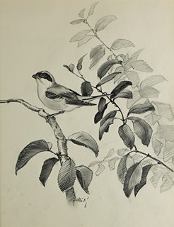 Jiří Židlický (1895 - 1950) - Ťuhík
